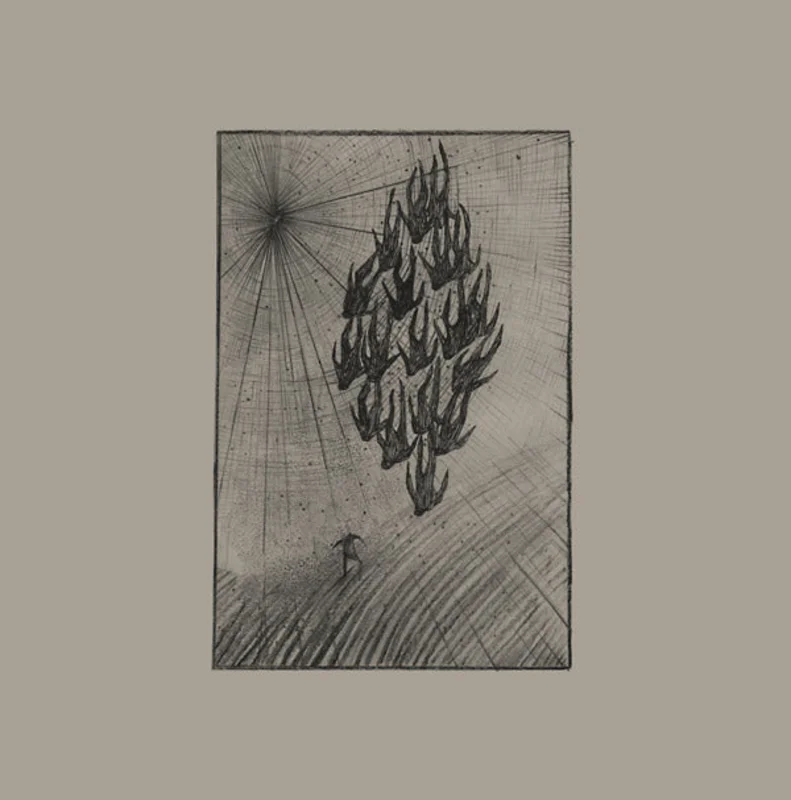 AINE O'DWYER Locusts