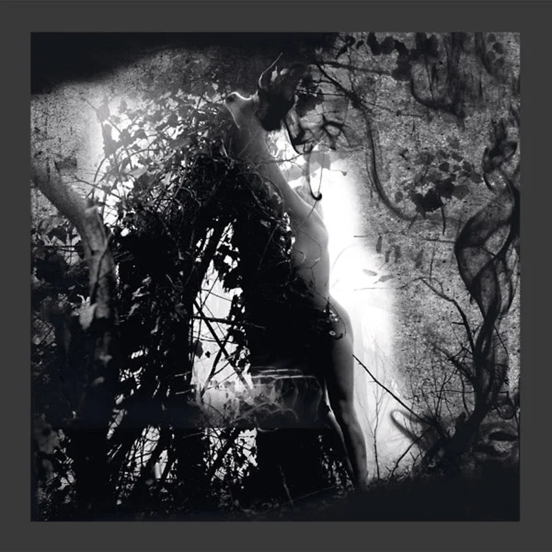 PISETZKY Tears Of A Rough Machine