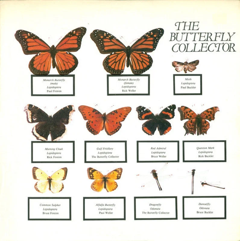 The Jam - The Butterfly Collector