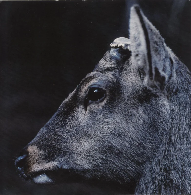 Toe The Book About My Idle Plot On A Vague Anxiety - Grey Marbled US Vinyl LP